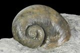 Fossil Gastropod (Platystoma) - Indiana #136961-1